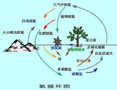 一氧化氮和氧气反应图片